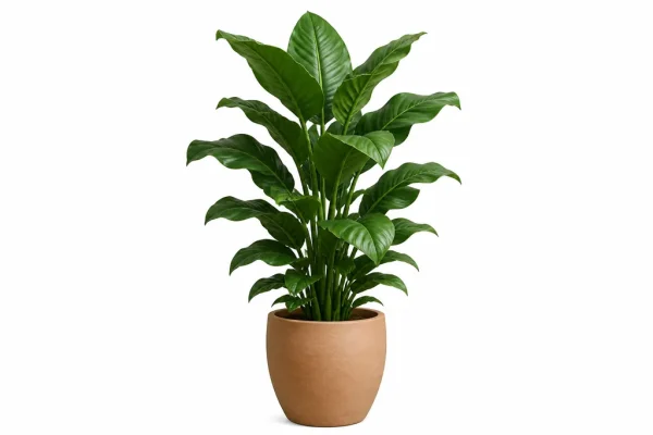 Illustration of Plant, Large for MoverCalcs moving estimate inventory.