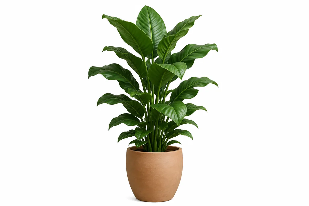 Illustration of Plant, Large for MoverCalcs moving estimate inventory.