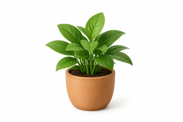 Illustration of Plant, Small for MoverCalcs moving estimate inventory.